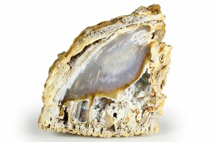 Agatized Fossil Coral Section - Florida #257870